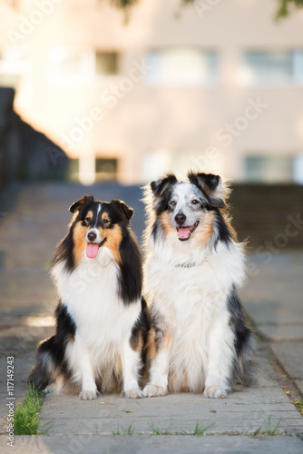 two adorable dogs posing outdoors together