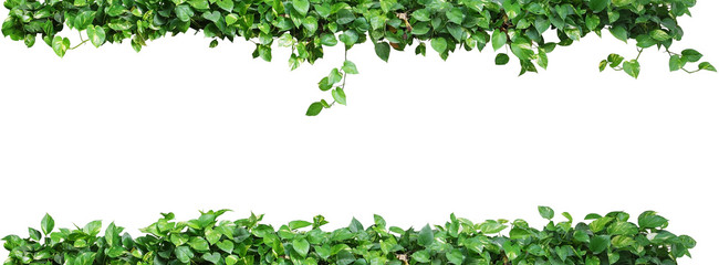 Heart shaped green leaves vine plant, devil's ivy or golden pothos nature frame layout isolated on white background with clipping path.