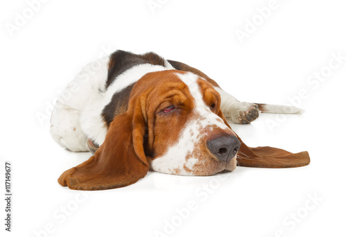 Basset Hound dog sleeping