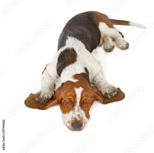 Basset Hound dog sleeping