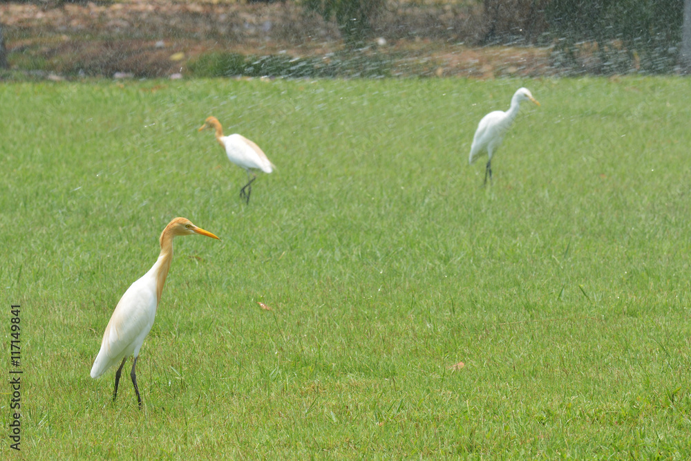 Obraz premium Cattle Egret ( Bubulcus ibis)