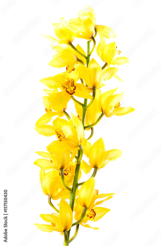 Cymbidium Orchid isolated on white background Stock Photo | Adobe Stock