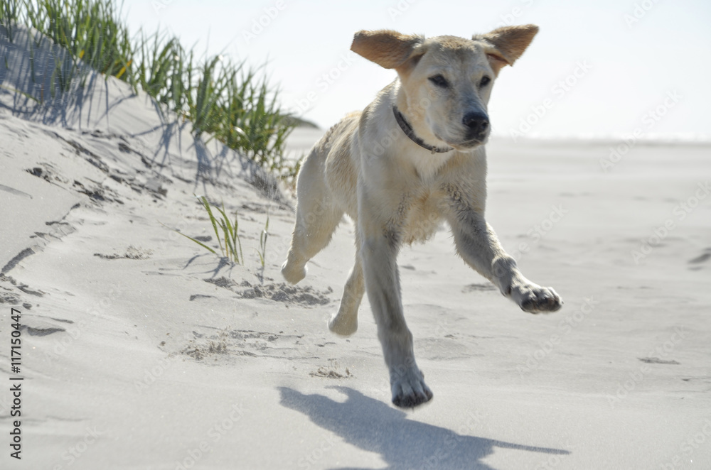 young labrador running on the beach