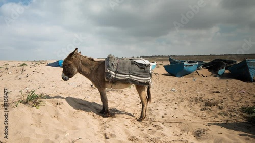 a small donkey beside boats photo