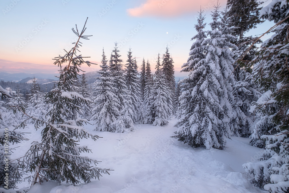 Fototapeta premium Snowy trees at the winter mountain hills