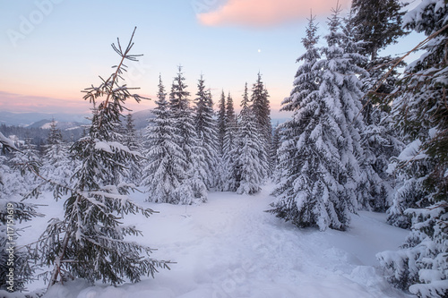 Snowy trees at the winter mountain hills © Nickolay Khoroshkov