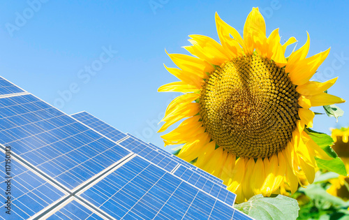 photo montage with solar panels and sunflower flower
