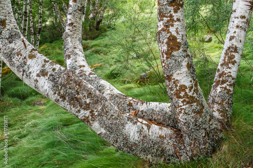 Troncos de Abedul pubescente. Betula pubescens. photo