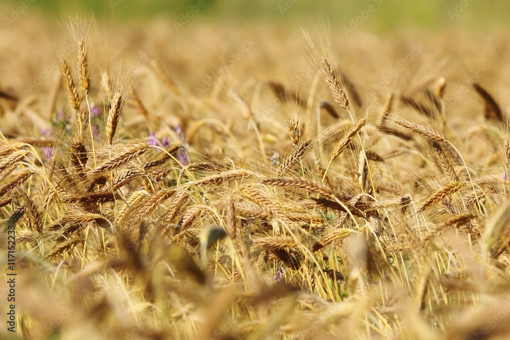 Fototapeta premium detail of golden wheat field