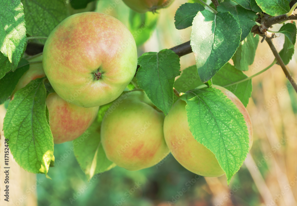 fresh juicy apples on brunch fresh juicy apples on brunch