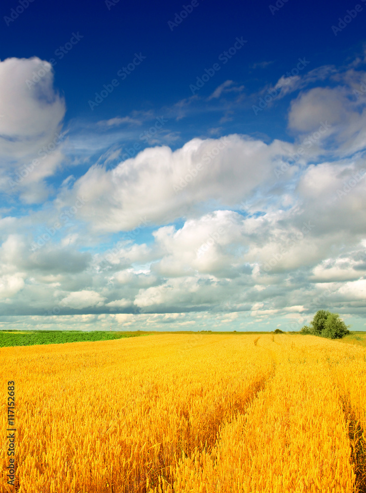 Fototapeta premium Wheat field against a blue sky
