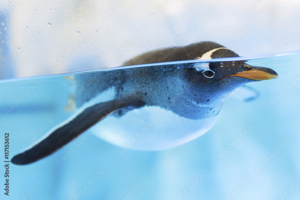 Fototapeta premium Swimming Penguin
