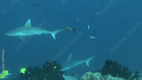 Wallpaper Mural  sharks swimming along abyss scuba diving maldives Torontodigital.ca