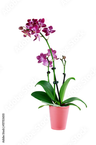 Fototapeta Naklejka Na Ścianę i Meble -  Isolated Purple Phalaenopsis Orchid Flower