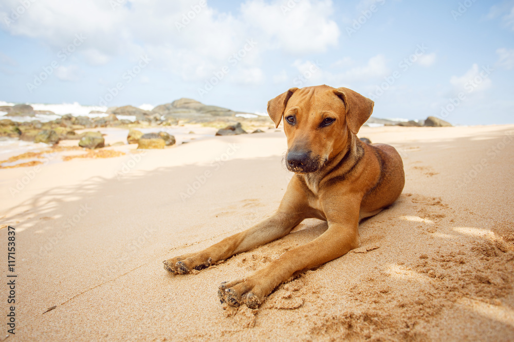 Dog lying on the tropical beach. Dog lying on the tropical beach.