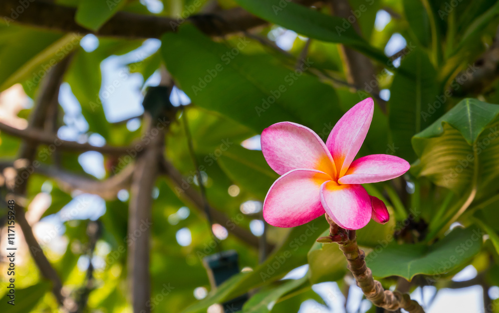 Plumeria flower with freen leaf background Plumeria flower with freen leaf background