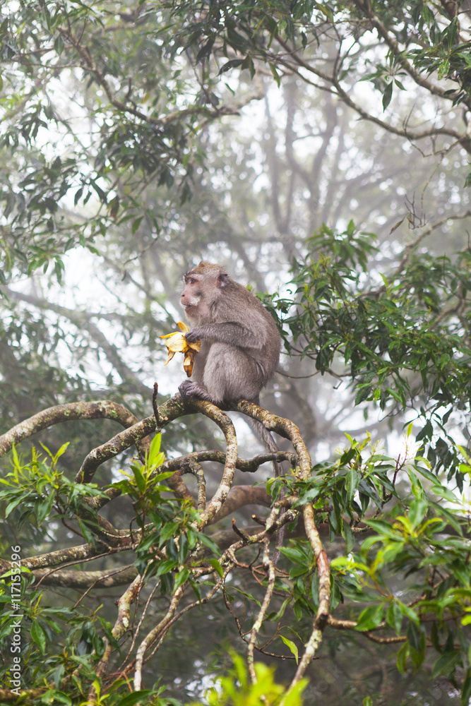 Fototapeta premium A small monkey sitting on a tree and eats banana