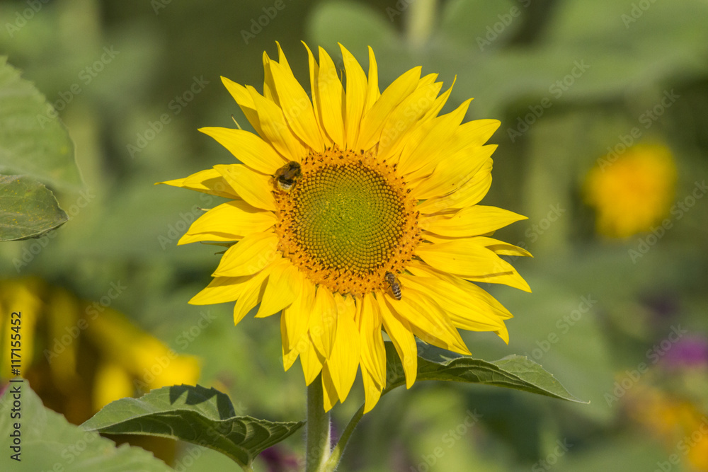 Sonnenblumen Sonnenblumen