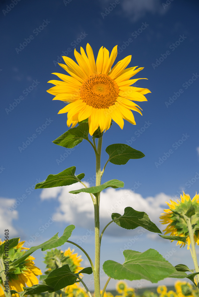 Fototapeta premium Sunflower grows in a field in Sunny weather.