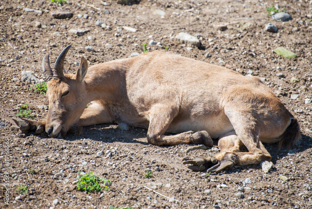 Bukhara urial resting in national park. Bukhara urial resting in national park.