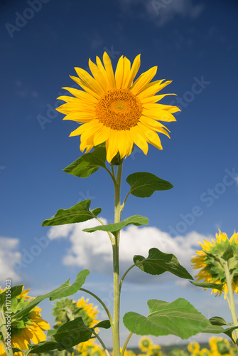 Sunflower grows in a field in Sunny weather.