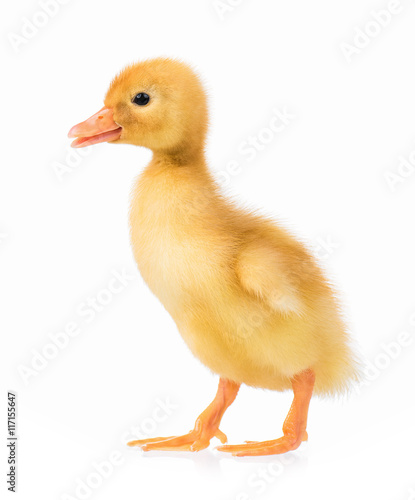 Cute domestic duckling isolated on white background