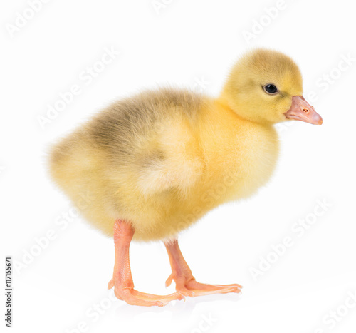 Cute little newborn gosling  isolated on a white background