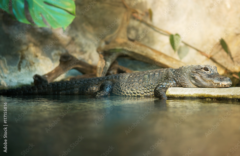 Crocodile resting near the pond in national zoo. Crocodile resting near the pond in national zoo.
