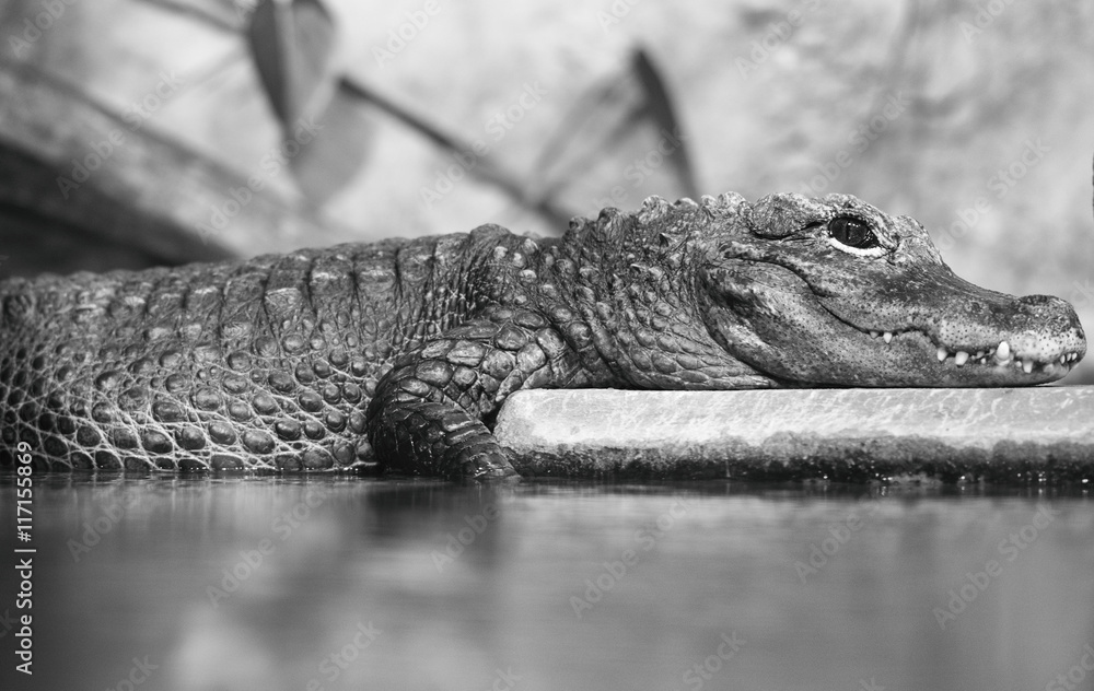 Crocodile resting near the pond. Black and white.