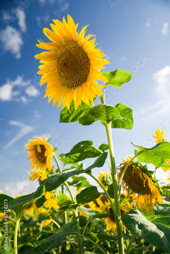 Fototapeta Naklejka Na Ścianę i Meble -  Sunflower grows in a field in Sunny weather.