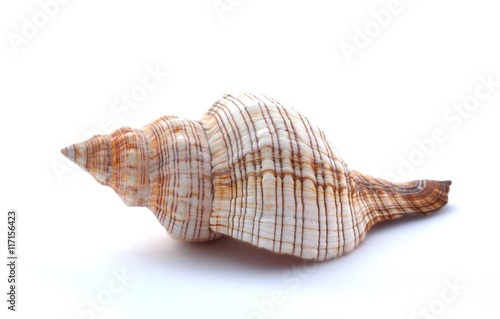 Seashell on a white background, close up