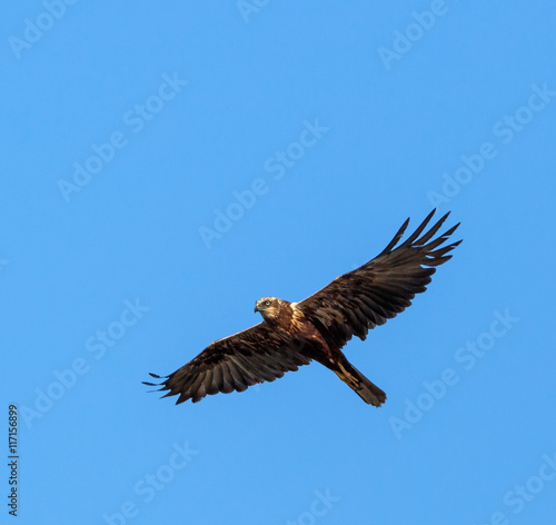 Common buzzard gliding © Xalanx