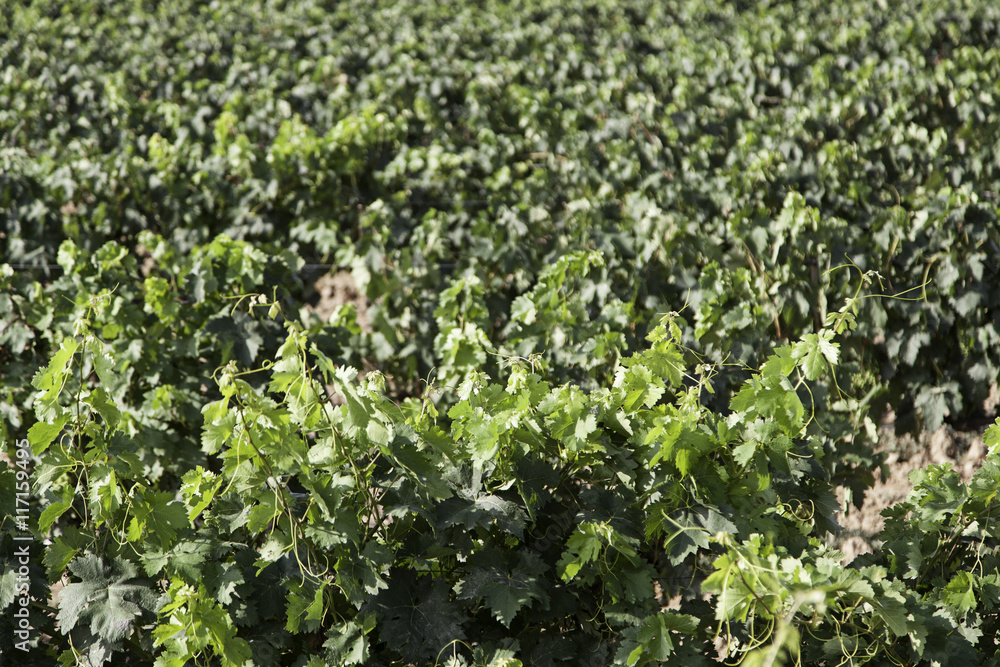 Vines of vineyards Vines of vineyards