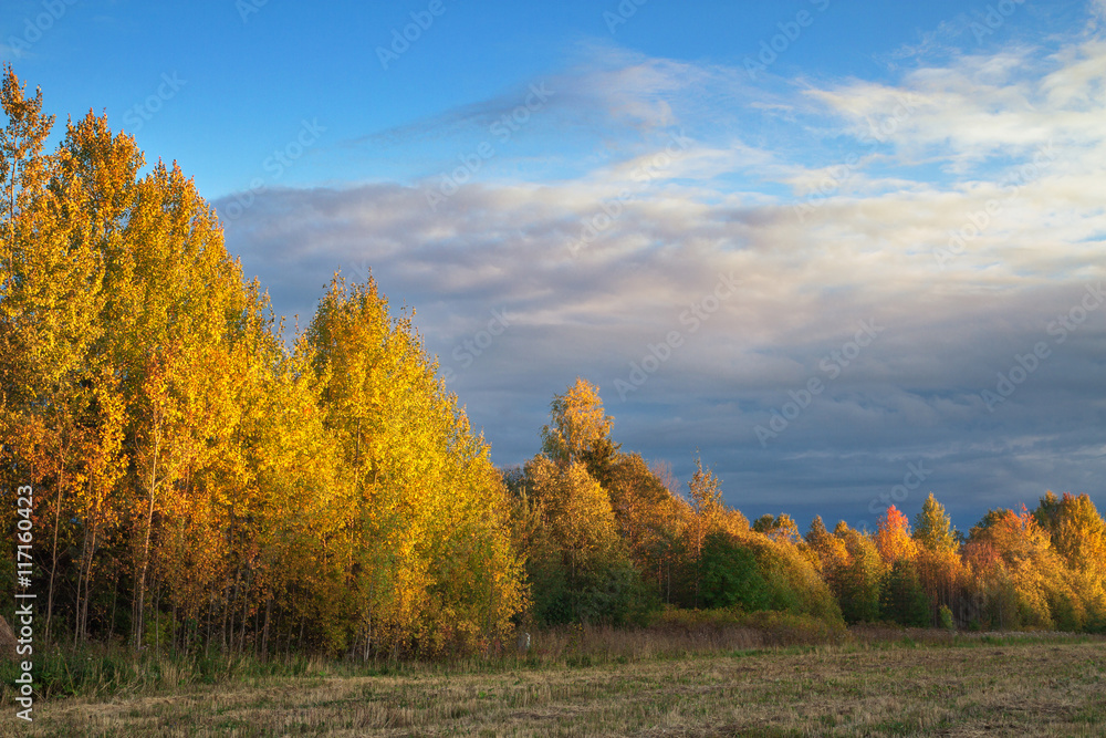 Fototapeta premium Autumn