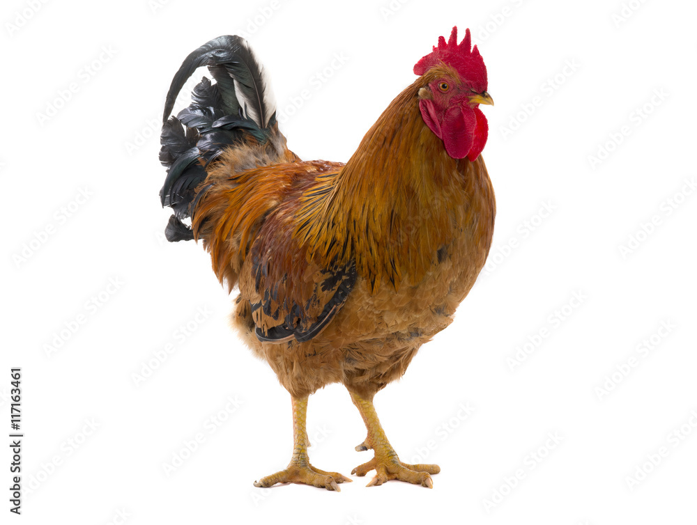 Fototapeta premium rooster