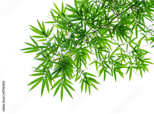 Green bamboo leaves on a white background