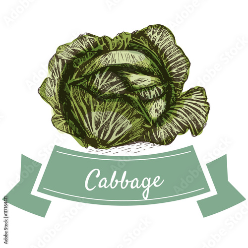 Vector illustration colorful set with cabbage