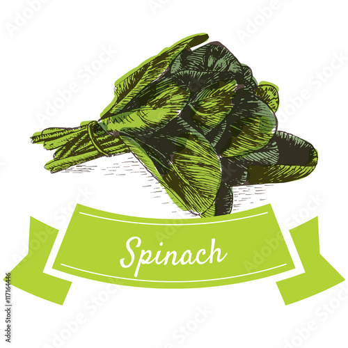 Vector illustration colorful set with spinach