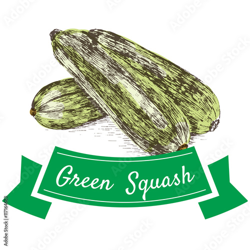 Vector illustration colorful set with green squash