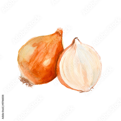 Onion. Isolated. Watercolor illustration.