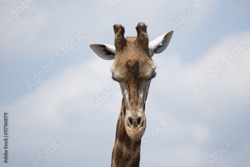 Giraffe (Giraffa camelopardalis) © fluffandshutter