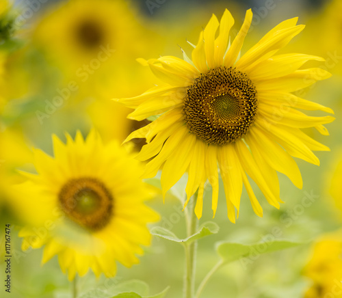 sunflowers