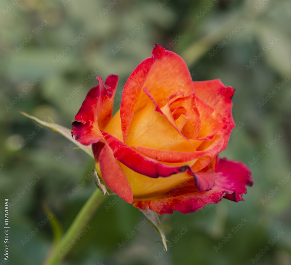 Yellow-red rose flower. Yellow-red rose flower.