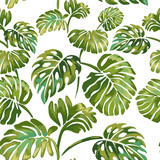 Jungle leaves on a white background. Tropical green Monstera.