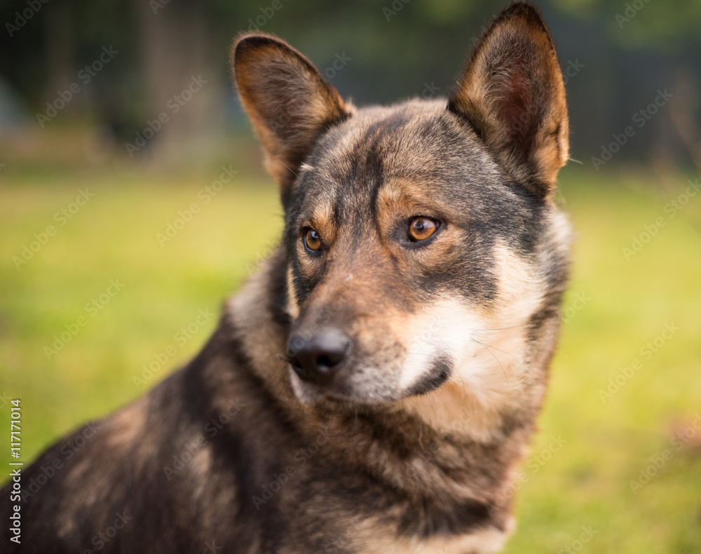 Dog on green grass