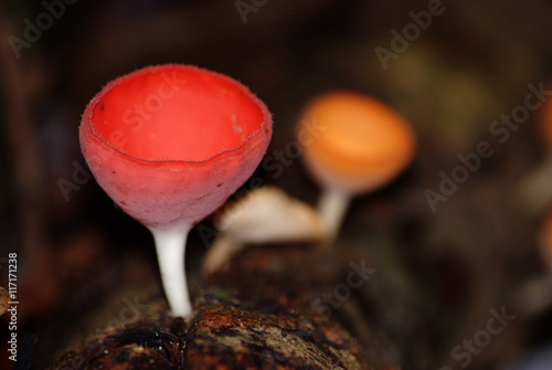 Orange mushroom or Champagne mushroom
