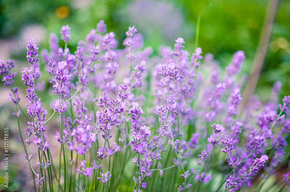 Obraz premium View of Fresh Lavender in Fields