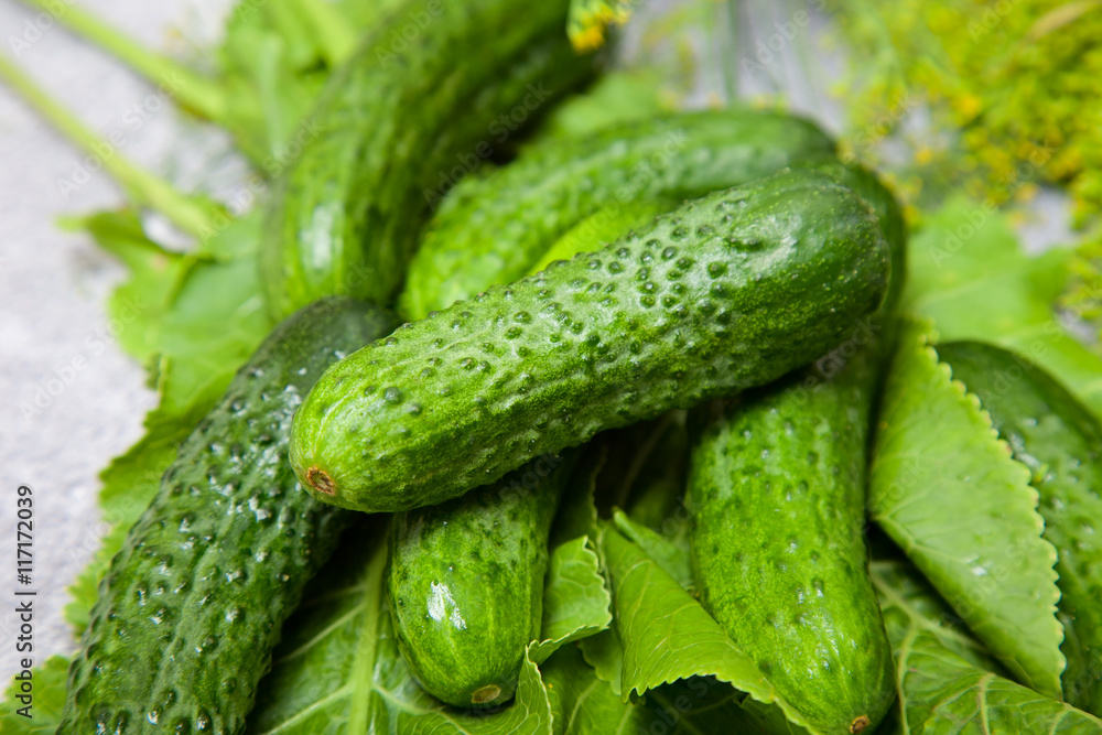 cucumber cucumber