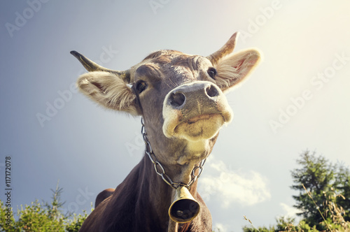 Funny portrait of a cow with a bell around his neck