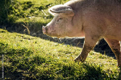 A large, pink pig in search of food on a green meadow.